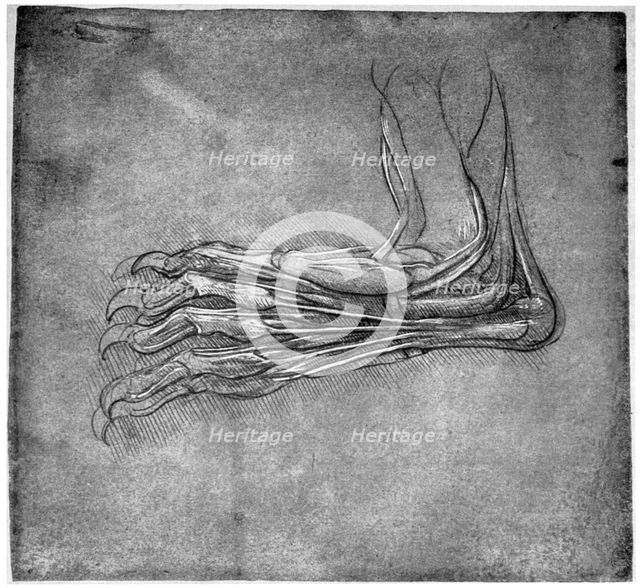 Muscles and sinews in a foot, possibly of a hare, late 15th or early 16th century (1954).Artist: Leonardo da Vinci