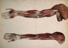 Muscles and tendons of the upper arm: two écorchés, 1800-1899. Creator: Unknown