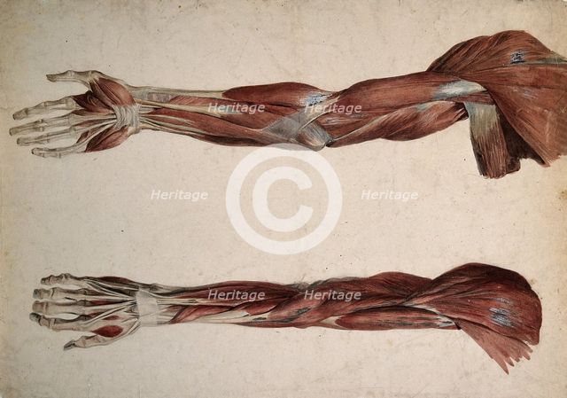 Muscles and tendons of the upper arm: two écorchés, 1800-1899. Creator: Unknown.
