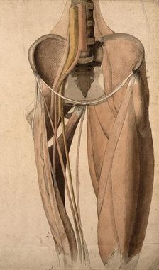 Muscles, bones and blood-vessels (?) of the pelvis, 1815. Creator: Charles Landseer