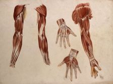 Muscles of the arm and hand: five écorché figures, 1880. Creator: Adele Mongredien