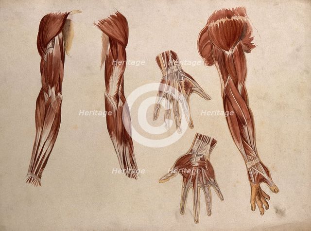 Muscles of the arm and hand: five écorché figures, 1880. Creator: Adele Mongredien.