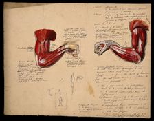 Muscles of the arm and hand: two figures, showing the arm bent at the elbow..., 1800-1899. Creator: Unknown