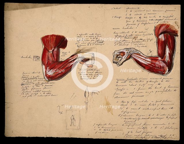 Muscles of the arm and hand: two figures, showing the arm bent at the elbow..., 1800-1899. Creator: Unknown.