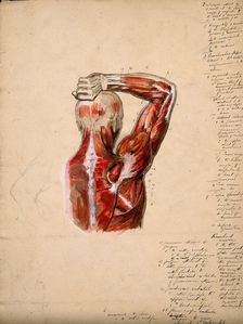 Muscles of the arm, shoulder and chest, back view: male écorché figure holding right..., 1800-1899. Creator: Unknown