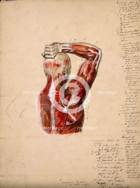 Muscles of the arm, shoulder and chest, back view: male écorché figure holding right..., 1800-1899. Creator: Unknown.