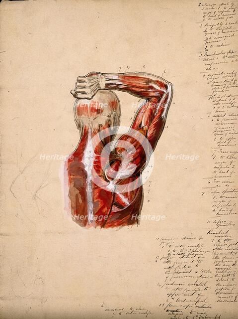 Muscles of the arm, shoulder and chest, back view: male écorché figure holding right..., 1800-1899. Creator: Unknown.