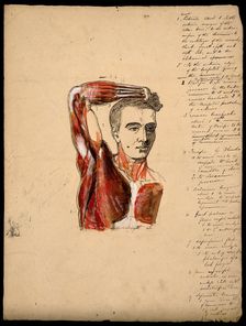Muscles of the arm, shoulder and chest, front view: male écorché figure holding right..., 1800-1899. Creator: Unknown