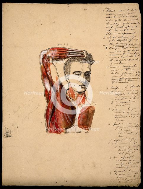 Muscles of the arm, shoulder and chest, front view: male écorché figure holding right..., 1800-1899. Creator: Unknown.