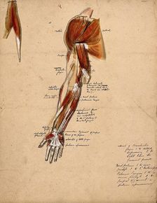 Muscles of the arm, shoulder and hand, front view, 1800-1899. Creator: Unknown