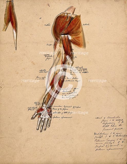 Muscles of the arm, shoulder and hand, front view, 1800-1899. Creator: Unknown.
