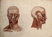 Muscles of the head and neck: two écorché figures, 1880. Creator: Adele Mongredien