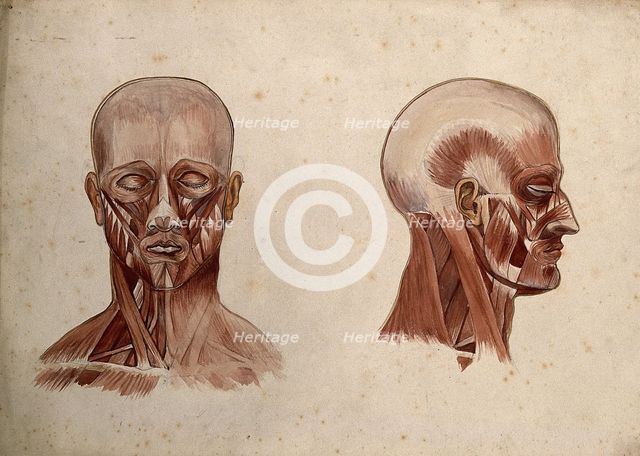 Muscles of the head and neck: two écorché figures, 1880. Creator: Adele Mongredien.