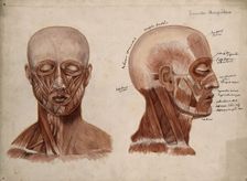 Muscles of the head and neck: two écorché figures, 1880. Creator: Jeannette Mongredien