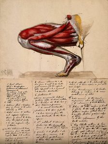 Muscles of the leg and foot: medial side view, with knee bent and foot flexed, 1800-1899. Creator: Unknown