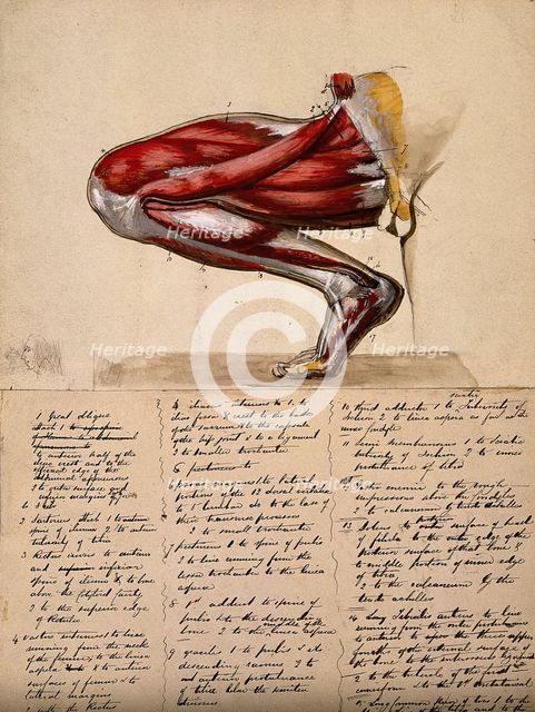 Muscles of the leg and foot: medial side view, with knee bent and foot flexed, 1800-1899. Creator: Unknown.
