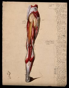 Muscles of the leg and foot: back view, with thumbnail ink sketch of walking figure, 1800-1899. Creator: Unknown