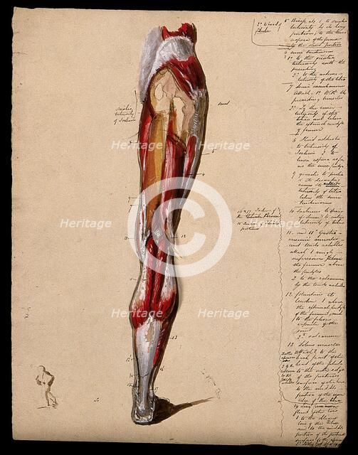 Muscles of the leg and foot: back view, with thumbnail ink sketch of walking figure, 1800-1899. Creator: Unknown.