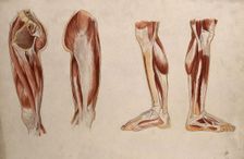 Muscles of the leg and foot: four écorché figures, 1880. Creator: Adele Mongredien