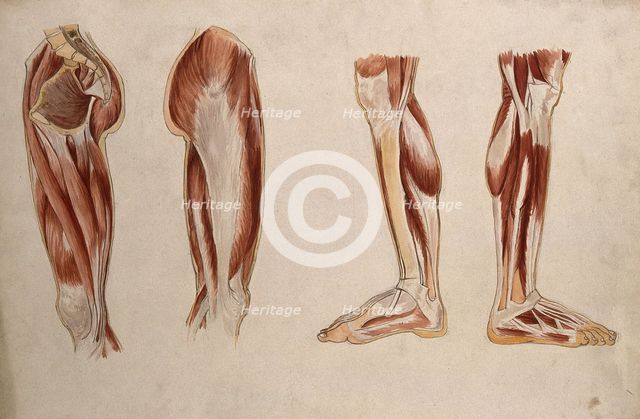 Muscles of the leg and foot: four écorché figures, 1880. Creator: Adele Mongredien.