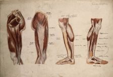Muscles of the leg and foot: four écorché figures, 1880. Creator: Jeannette Mongredien