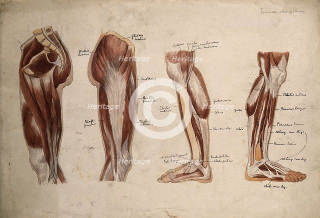 Muscles of the leg and foot: four écorché figures, 1880. Creator: Jeannette Mongredien.