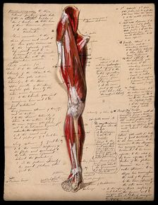 Muscles of the leg and foot: front view, 1800-1899. Creator: Unknown