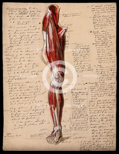 Muscles of the leg and foot: front view, 1800-1899. Creator: Unknown.