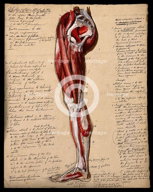 Muscles of the leg and foot: side view, 1800-1899. Creator: Unknown.