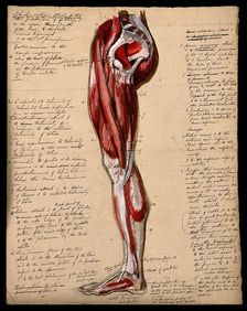 Muscles of the leg and foot: side view, 1800-1899. Creator: Unknown