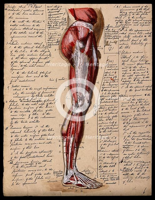 Muscles of the leg and foot: side view, 1800-1899. Creator: Unknown.