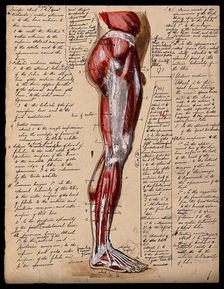 Muscles of the leg and foot: side view, 1800-1899. Creator: Unknown