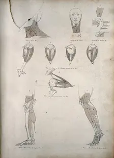 Muscles of the neck, ear, eye, and lower limb: ten figures, between 1800 and 1899. Creator: Unknown
