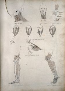 Muscles of the neck, ear, eye, and lower limb: ten figures, between 1800 and 1899. Creator: Unknown