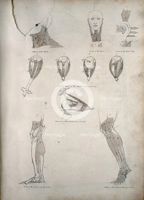 Muscles of the neck, ear, eye, and lower limb: ten figures, between 1800 and 1899. Creator: Unknown.