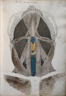 Muscles of the neck: front view from below, between 1800 and 1899. Creator: Unknown
