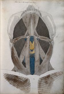 Muscles of the neck: front view from below, between 1800 and 1899. Creator: Unknown