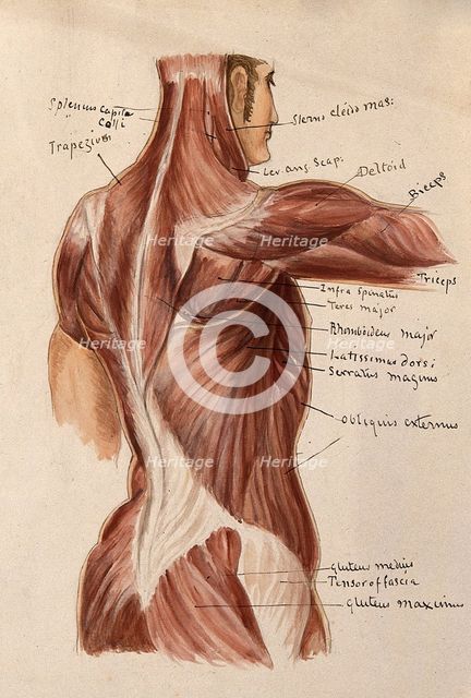 Muscles of the trunk: an écorché figures showing a side view of the torso, 1880. Creator: Adele Mongredien.