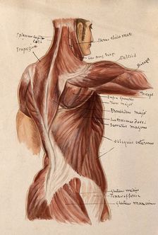 Muscles of the trunk: an écorché figures showing a side view of the torso, 1880. Creator: Adele Mongredien