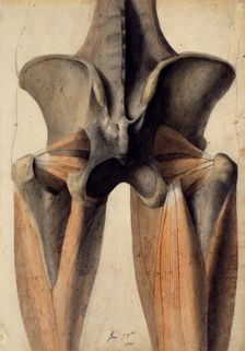 Musculature and bones of the lumbar spine, pelvis and thighs, 28 June, 1805. Creator: Benjamin Robert Haydon