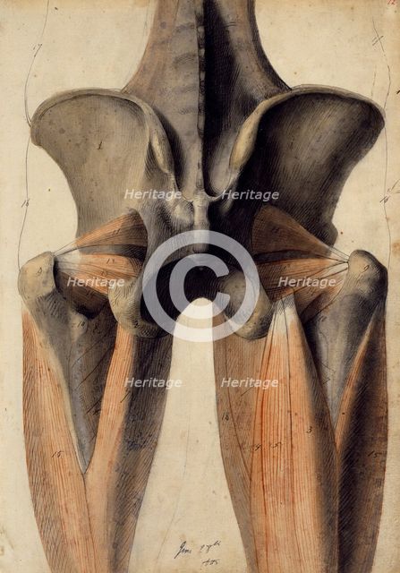 Musculature and bones of the lumbar spine, pelvis and thighs, 28 June, 1805. Creator: Benjamin Robert Haydon.
