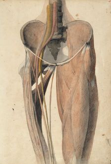 Musculature, bones and blood vessels of the pelvis and thigh, c1805. Creator: Benjamin Robert Haydon