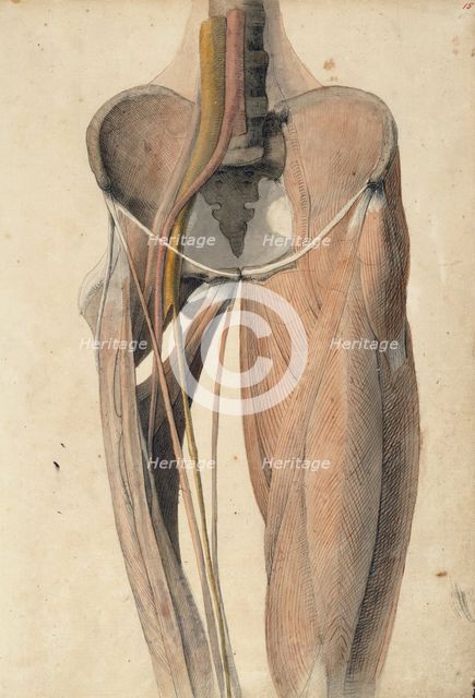 Musculature, bones and blood vessels of the pelvis and thigh, c1805. Creator: Benjamin Robert Haydon.