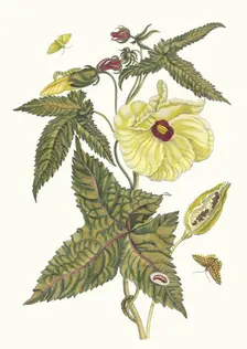 Muscus-Bloem. From the Book Metamorphosis insectorum Surinamensium, 1705. Creator: Merian, Maria Sibylla (1647-1717)
