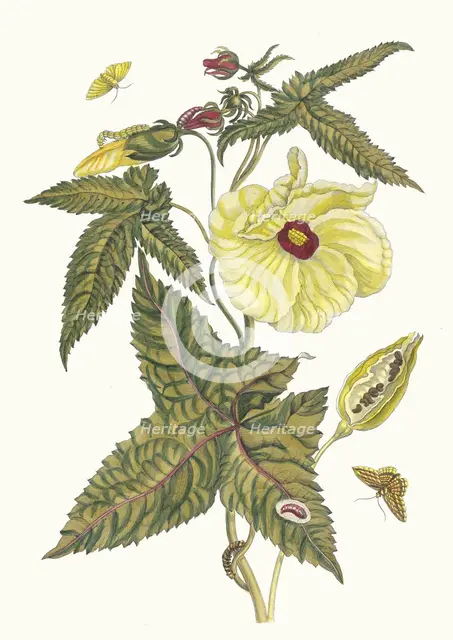 Muscus-Bloem. From the Book Metamorphosis insectorum Surinamensium, 1705. Creator: Merian, Maria Sibylla (1647-1717).