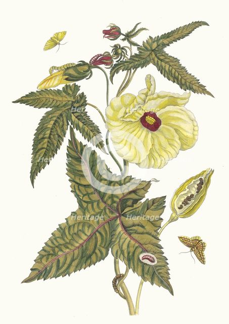 Muscus-Bloem. From the Book Metamorphosis insectorum Surinamensium, 1705. Creator: Merian, Maria Sibylla (1647-1717).