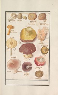 Mushrooms, 1596-1610. Creators: Anselmus de Boodt, Elias Verhulst