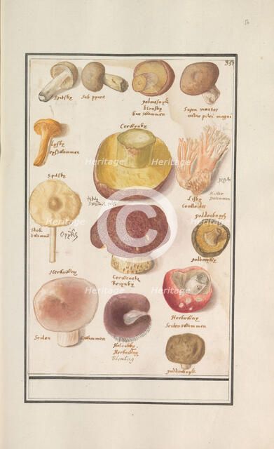 Mushrooms, 1596-1610. Creators: Anselmus de Boodt, Elias Verhulst.