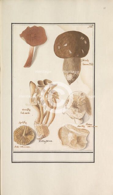 Mushrooms, 1596-1610. Creators: Anselmus de Boodt, Elias Verhulst.