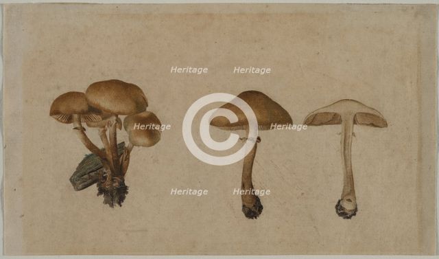 Mushrooms, 1751. Creator: Georg Wilhelm Baurenfeind (German, c. 1710-1763).